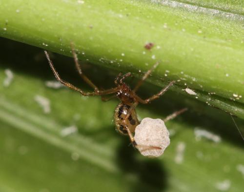 Réf. 309 209 : Coleosoma floridanum